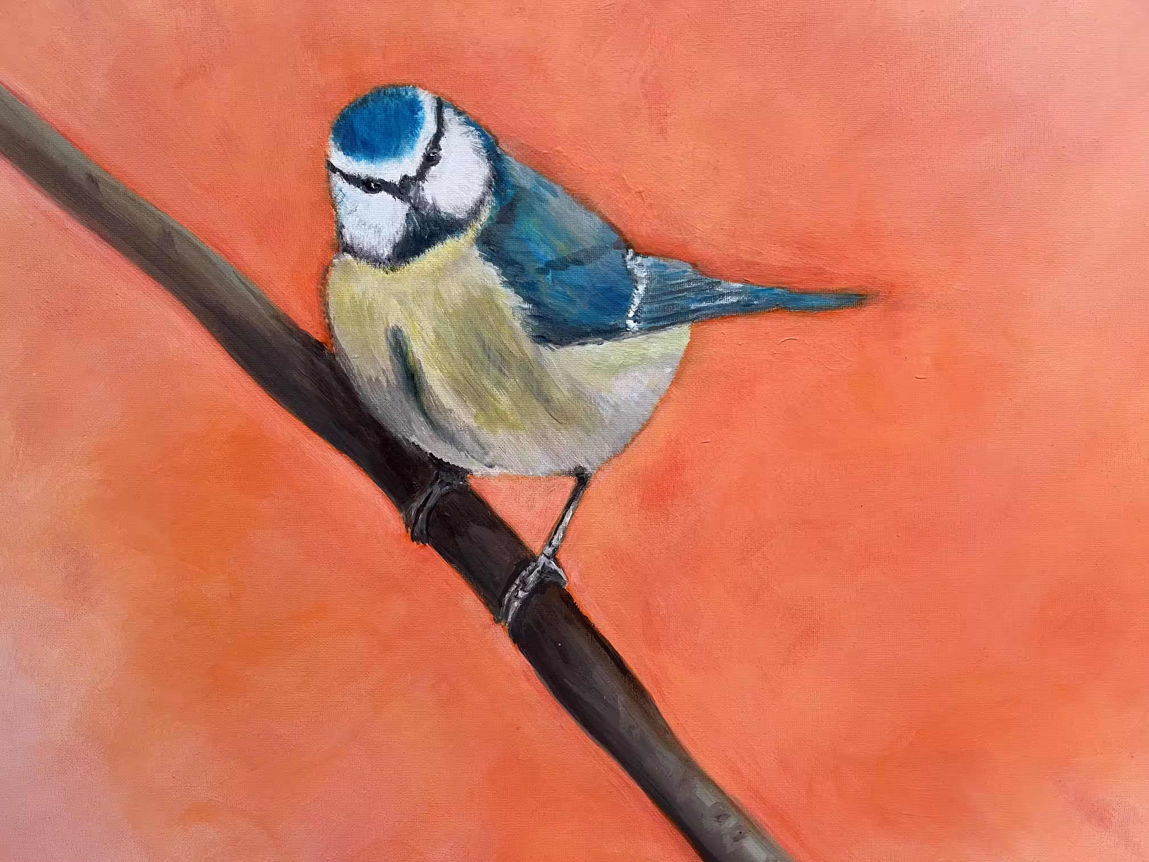 Dikke pimpelmees - Acryl op canvas Dikke pimpelmees - Acryl op canvas